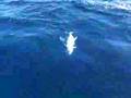 Light tackle with big jack crevalle Tailhunter International