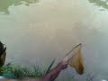 ikan patin pt1 FISHING