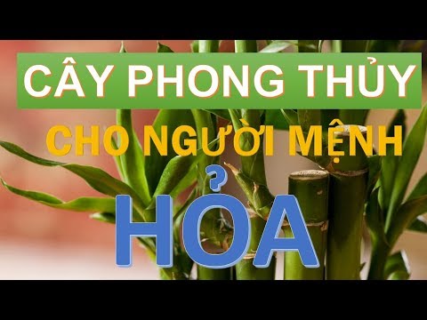 Cây phong thủy hợp với người mệnh Hỏa