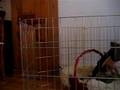 I WANT TO BREAK FREE! No pen for puppy!