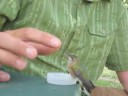 Bird Charmer
