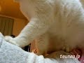 白猫ラッキーの本格マッサージ♪ massage cat
