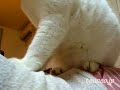 白猫ラッキーの本格マッサージ♪ massage cat