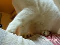 白猫ラッキーの本格マッサージ♪ massage cat