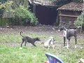 Zeus,indy en Harzan