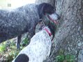 Drinking From the Tree of Life