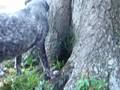 Drinking From the Tree of Life