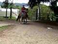 Yegua de Paso Fino de PR