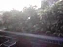 pina-headfirst-into-a-bush.html