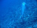 Indonesia Bali Diving