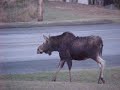 Wildlife in Aroostook County, Maine