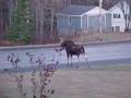 Wildlife in Aroostook County, Maine