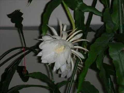 Midnight Bloom