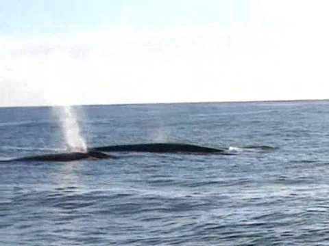 fin whale