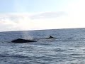 Humpback and fin whales Ireland Humpback and fin whales Ireland