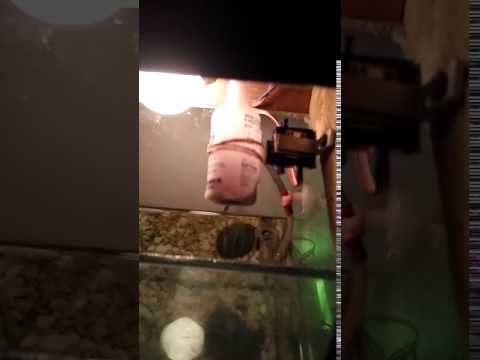 Automatic Fish Feeder For Aquaponics With Arduino On Grow