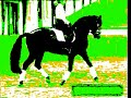 Show Jumping and Dressage- The Way I Are