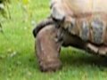 Giant tortoise