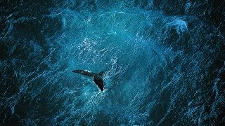 An Amazing Documentary: Planet Ocean