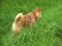 lodys�e du shiba inu