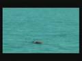 delfin snubfin