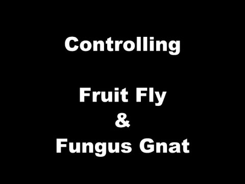 how to control gnats and fruit flies
