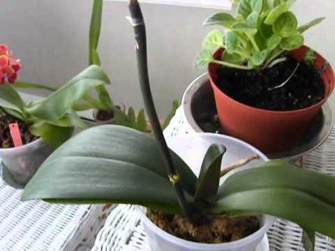 how to replant a keiki