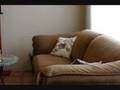 The Dogs Caught on the Couch