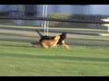 doberman and fox fight