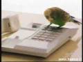 Vogel versendet Katze