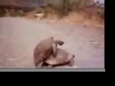 Huevos gordos | Sexo entre tortugas | Eyaculacion femenina