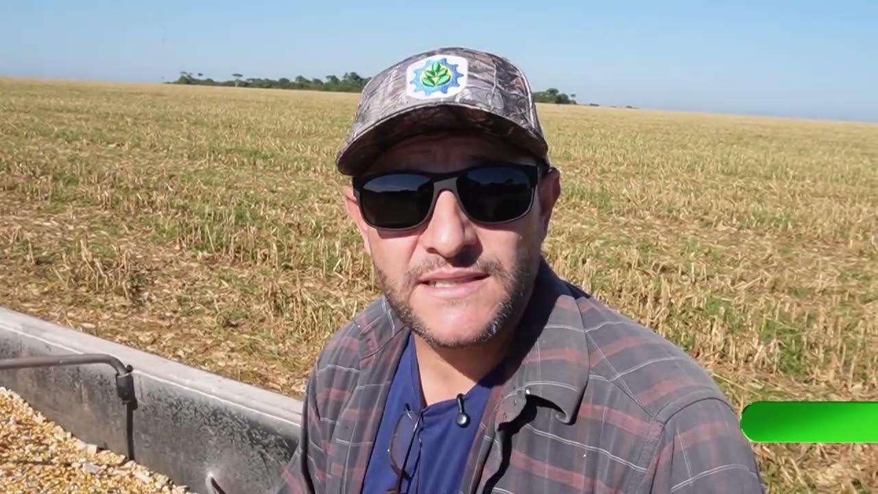 Doença ainda sem causa definida preocupa produtores de milho em Mato Grosso
