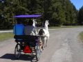 Leisurely Llama Drive in a State Park