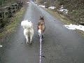 bikejoring with the dogs.