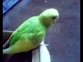 my cute budgie my cute budgie