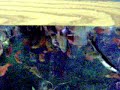Click here to watch this video Rosy Barbs and Siamese Algae Eater