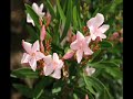 Soft Piano Music / Florida Flowers