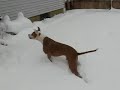 Bullies in the snow