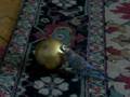 muhabbet ku�u konu�an
