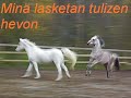 Karjalan laulu \"Regipajo\" Karjalan laulu \"Regipajo\"