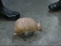 Ueno Zoological Gardens \"Armadillo\" Ueno Zoological Gardens \"Armadillo\"