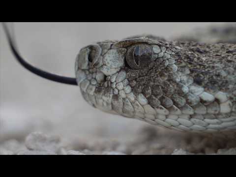 YouTube reptile video