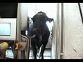 VMS Robot Milking Cows