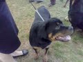 Rottweilers @ Charlotte
