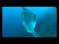 Bali Mola Mola Bali Mola Mola