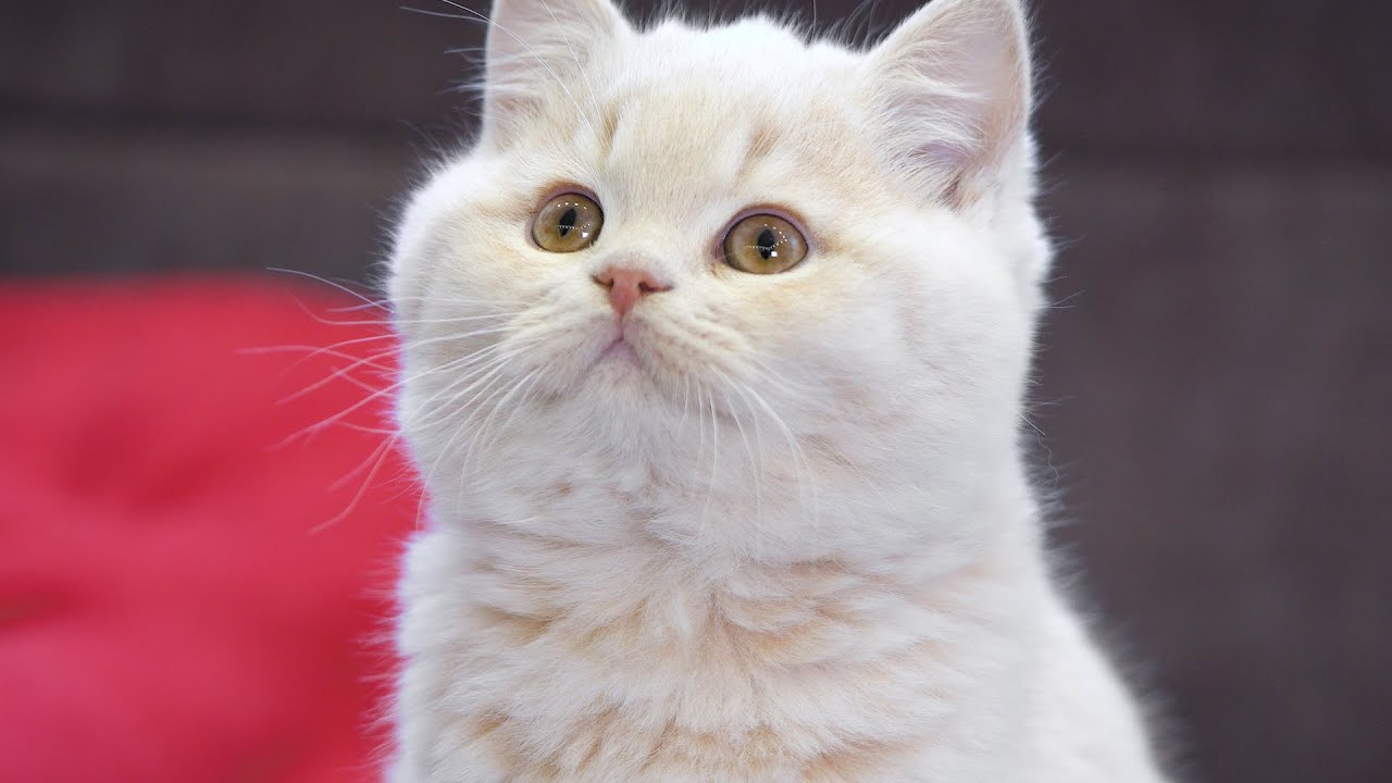 Британские котята и Товары для животных от Xiaomi. Xiaomi PETKIT. British kittens