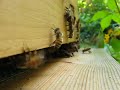 bees Coming & Going
