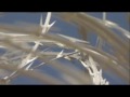 Calipatria State Prison- Hazard Pay