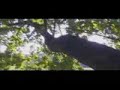 Mein Freund der Baum