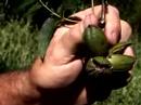 how to harvest pecans in oklahoma